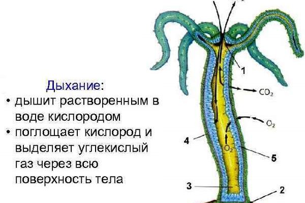 Kraken ссылка kraken clear com