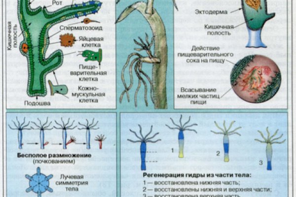 Кракен актуальная ссылка